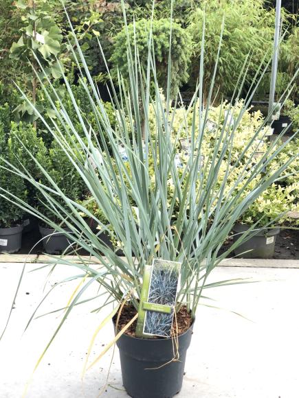 Leymus arenarius 'Blue dune'