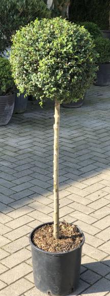 Ligustrum Jonandrum