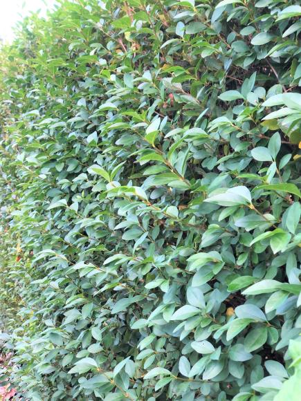 Ligustrum ovalifolium