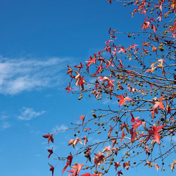 Liquidambar styraciflua 'Slender silhouette'