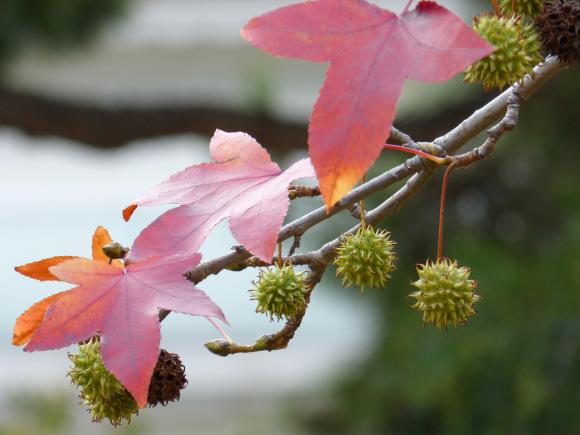 Liquidambar styraciflua