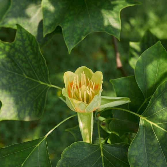 Liriodendron tulipifera