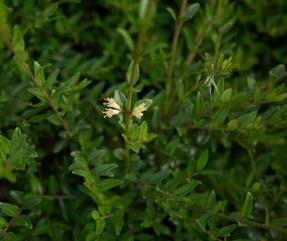 Lonicera nitida 'Elegant'