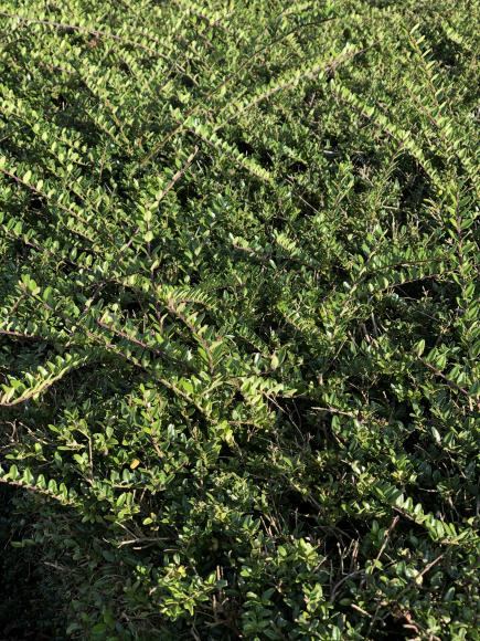 Lonicera nitida 'Maigrün'