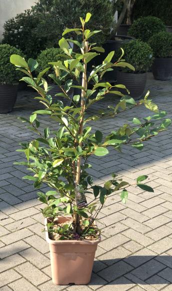 Magnolia 'Fairy Blush'