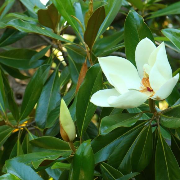 Magnolia grandiflora 'Gallisoniensis