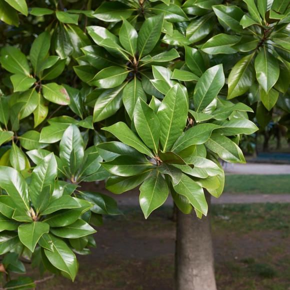 Magnolia grandiflora 'Gallisoniensis