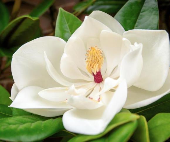 Magnolia grandiflora 'Gallisoniensis