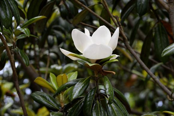 Magnolia grandiflora