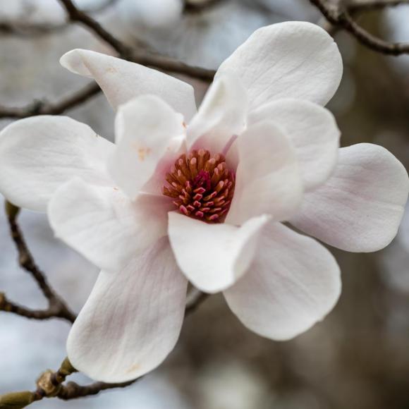 Magnolia 'Merrill'
