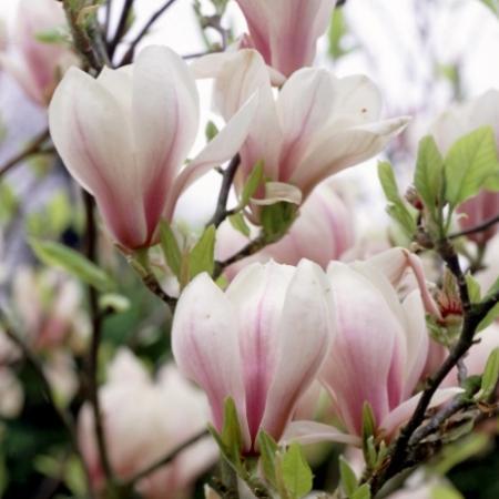 Magnolia soulangiana