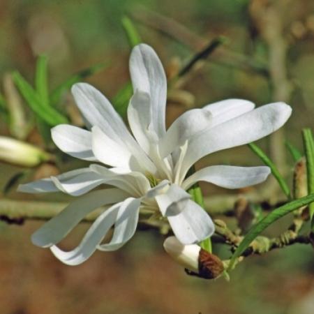 Magnolia stellata