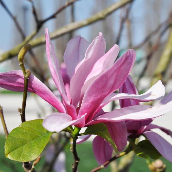 Magnolia 'Susan'