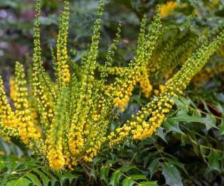 Mahonia media 'Winter Sun'