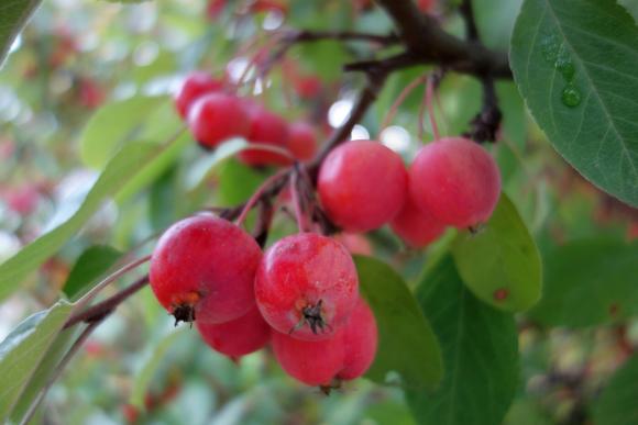 Malus 'Evereste'