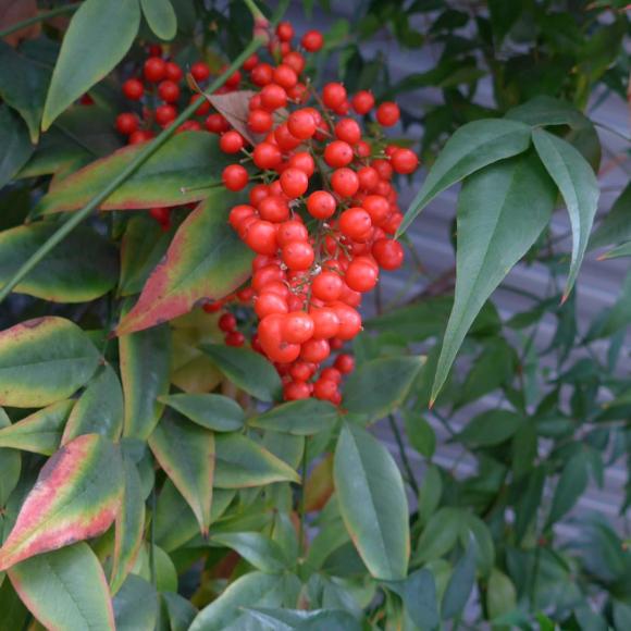Malus 'Red Sentinel'