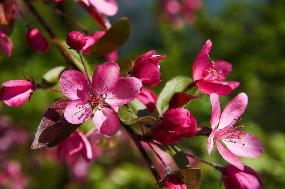 Malus 'Royalty'