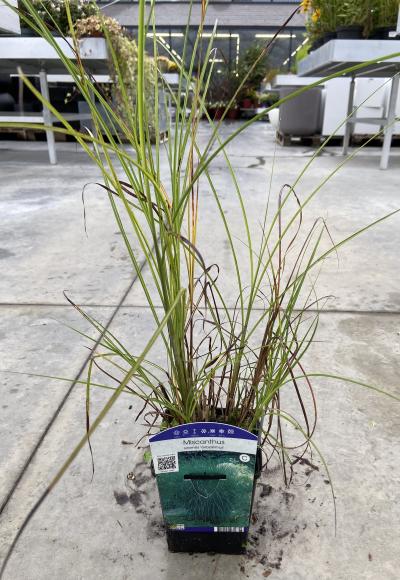 Miscanthus sinensis 'Gracillimus'