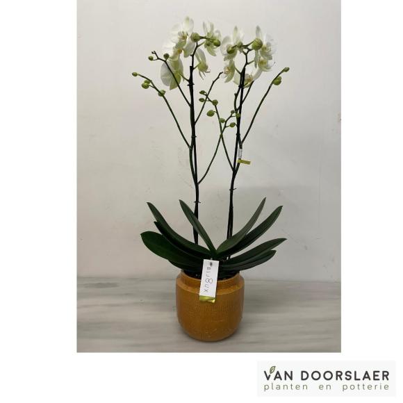 Orchidee Bijoux