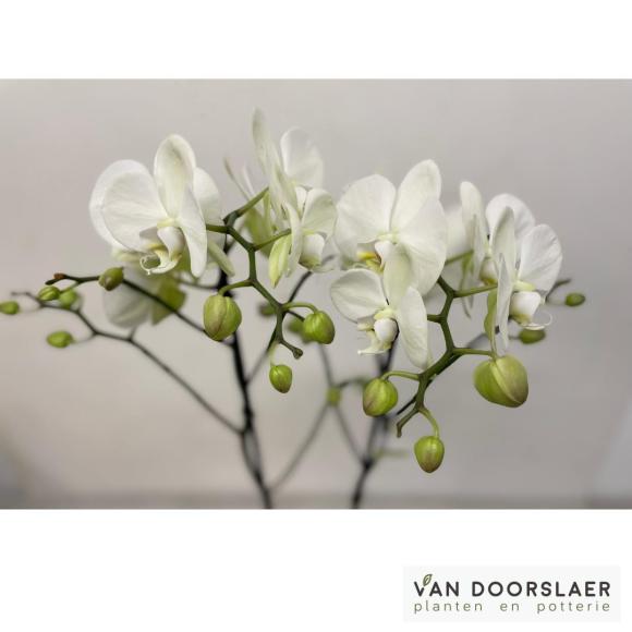 Orchidee Bijoux