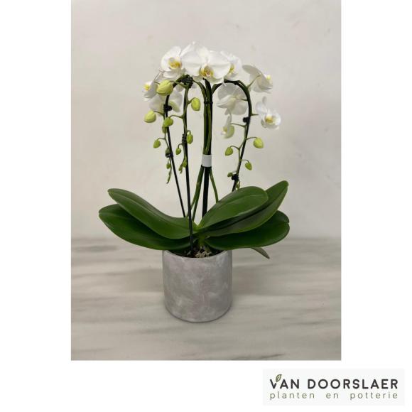 Orchidee cascade
