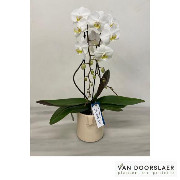 Orchidee Fontano