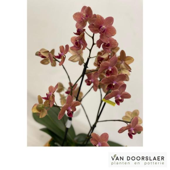 Orchidee Optimost