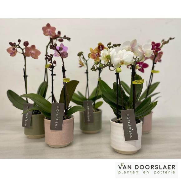 orchidee optifriend