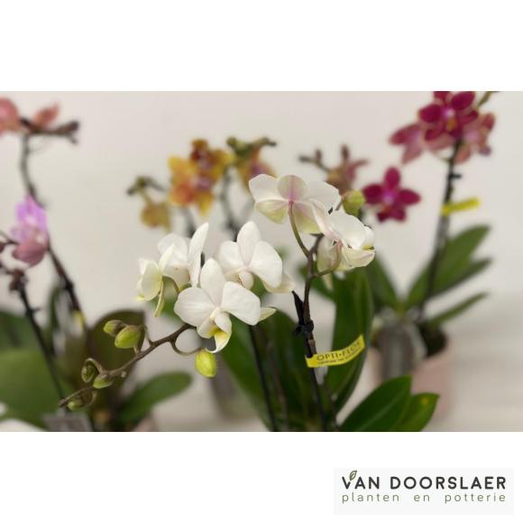 orchidee optifriend