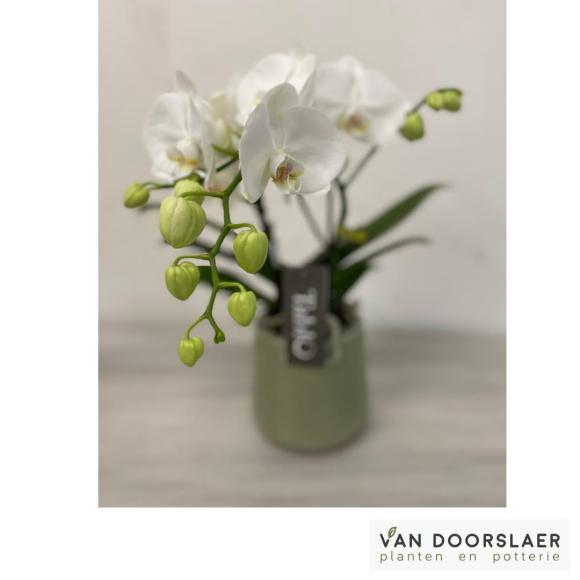 Orchidee Tablo