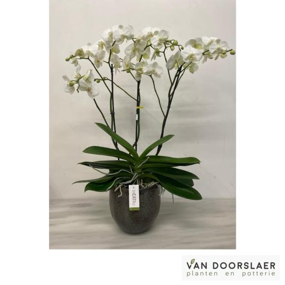 Orchidee Theatro
