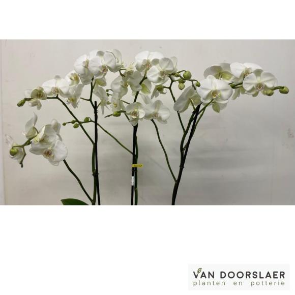 Orchidee Theatro