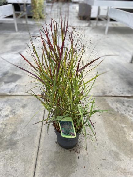 Panicum virgatum 'Rotstrahlbusch'