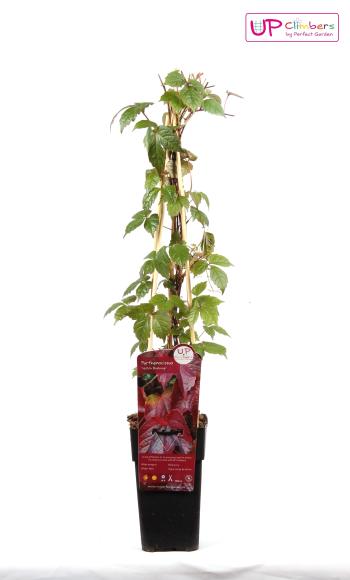 Parthenocissus tricuspidata 'Veitch'