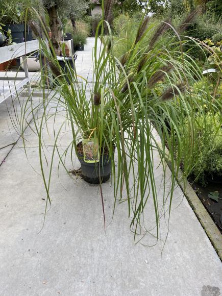 Pennisetum alopecuroides 'Red Head'