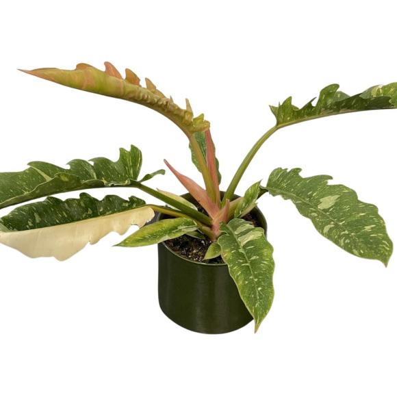 Philodendron Ring Of Fire