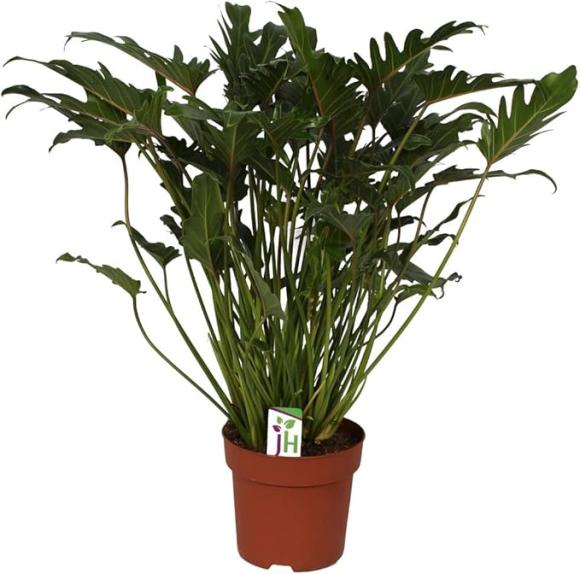 Philodendron xanadu
