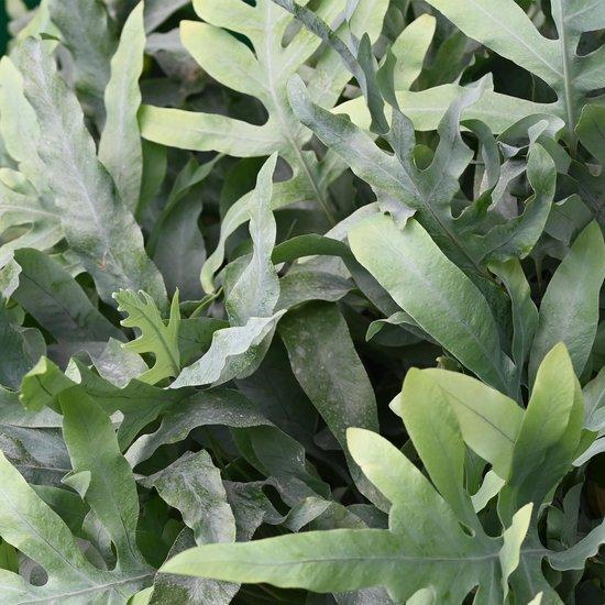 Phlebodium blue star
