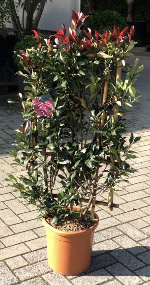Photinia fraseri 'Dynamo Red'