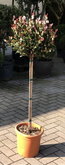 Photinia fraseri 'Little Red Robin'