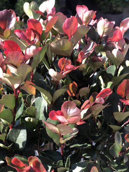 Photinia fraseri 'Little Red Robin'
