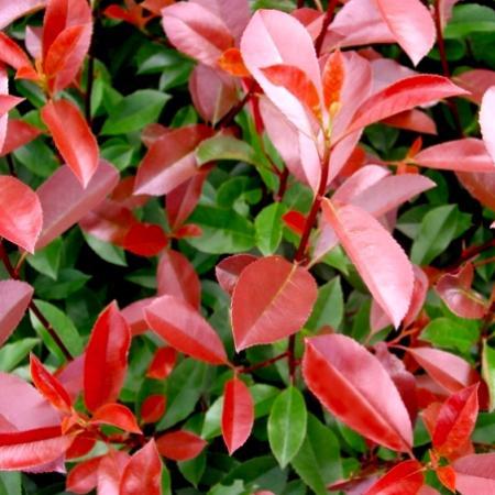 Photinia fraseri 'Little Red Robin'