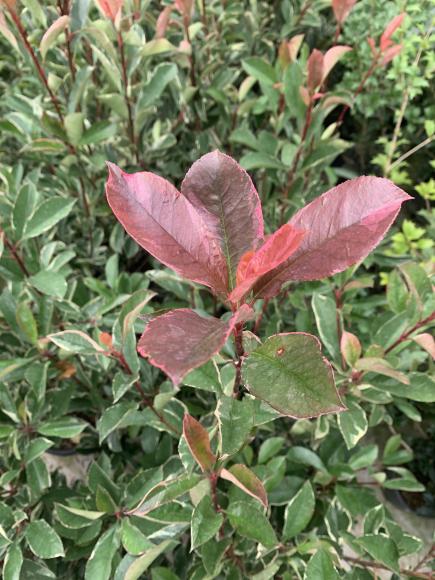 Photinia fraseri 'Magical Volcano'