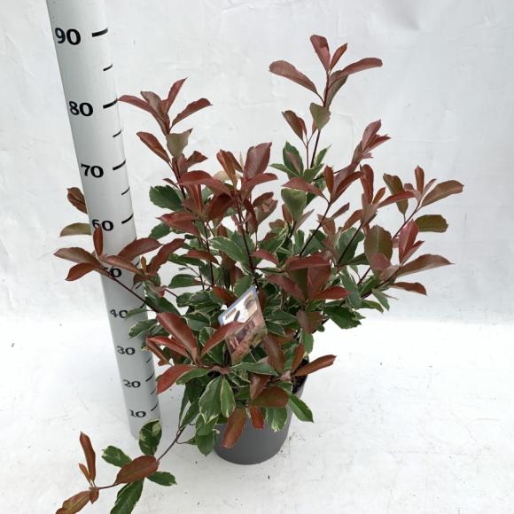 Photinia fraseria 'Pink Marble'