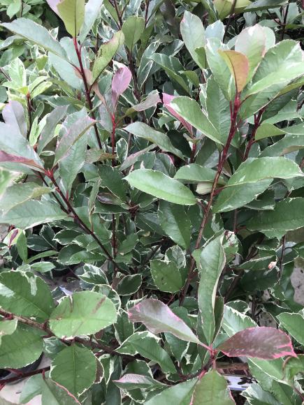Photinia fraseria 'Pink Marble'