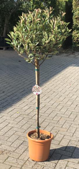 Photinia fraseria 'Pink Marble'