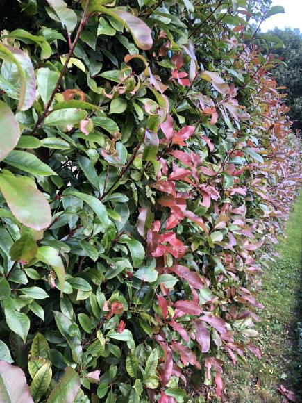 Photinia fraseri 'Red Robin'