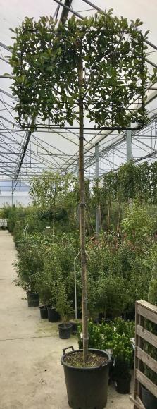 Photinia fraseri 'Red Robin'