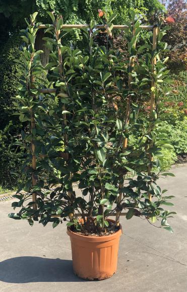 Photinia fraseri 'Red Robin'