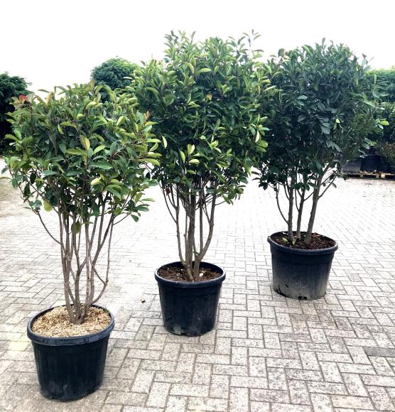 Photinia fraseri 'Red Robin'